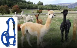kantar-dla-alpaka-regulowany-niebieski-kerbl