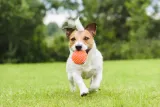 pilka-jez-dla-psa-81cm-mix-wiek-zwierzecia-dla-wszystkich-psow