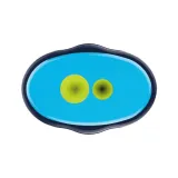 temperowka-griffix-niebieska-glebokosc-produktu-6-cm