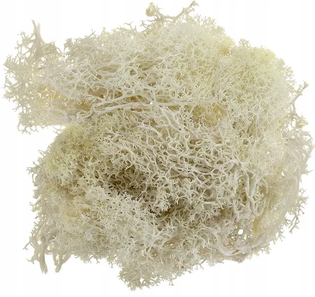 mech-chrobotek-bezowy-20g-wysokosc-produktu-11-6-cm