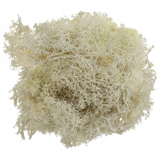 mech-chrobotek-bezowy-20g-szerokosc-produktu-14-6-cm