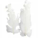 piorka-curly-biale-6szt-rodzaj-naturalne