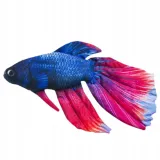 maskotka-poduszka-bojownik-gaby-ryba-zabawka-pluszak-przytulanka-na-prezent