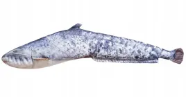 maskotka-poduszka-sum-maly-gaby-ryba-zabawka-pluszak-przytulanka