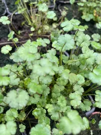 hydrocotyle-vulgaris-nova-zelandiae-roslina-do-mini-oczek-zadarniajaca