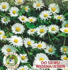 stokrotka-lakowa-biala-nasiona-10g-toraf-kwietny-trawnik