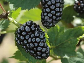 jezyna-bezkolcowa-relevant-p9-owoce-slodko-kwasne