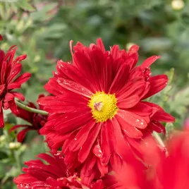 zlocien-czerwonawy-duchess-of-edinburgh