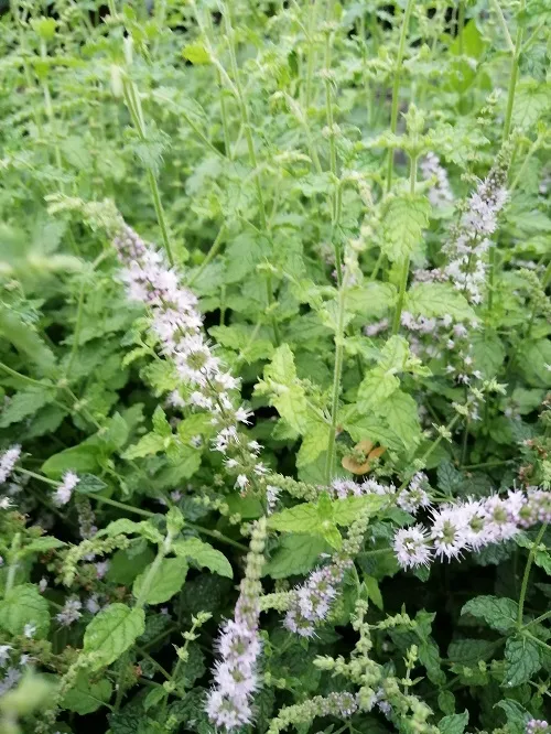 mieta-truskawkowa-ziola-do-ogrodu