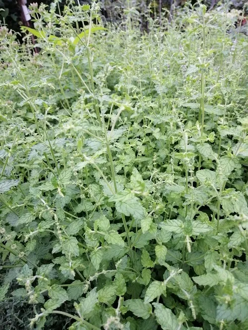 mieta-truskawkowa-ziola-do-ogrodu-styl-ogrod-nowoczesny