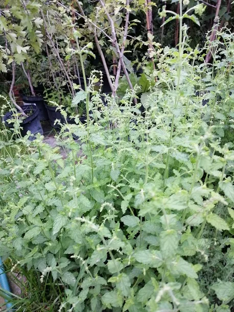 mieta-truskawkowa-ziola-do-ogrodu-roslina-w-postaci-sadzonka-w-pojemniku-1-2l