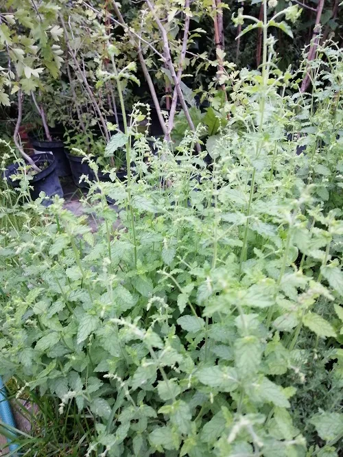 mieta-truskawkowa-ziola-do-ogrodu