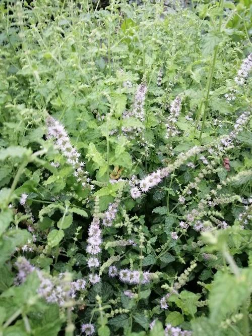 mieta-truskawkowa-ziola-do-ogrodu-styl-ogrod-nowoczesny