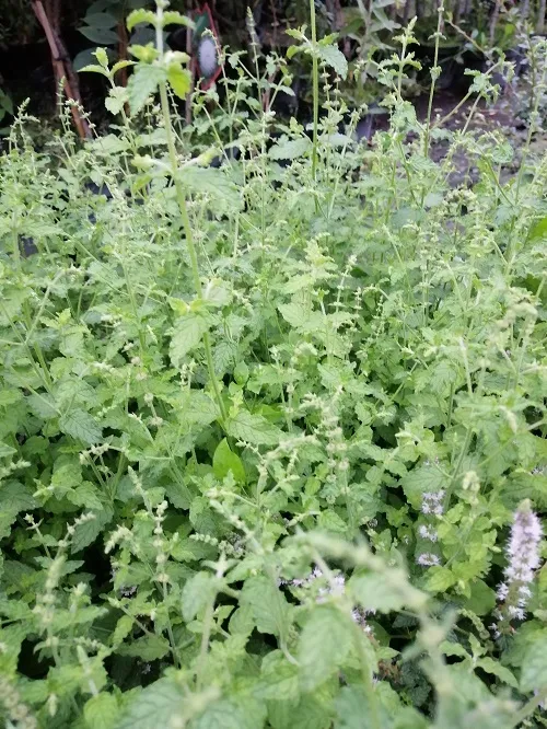 mieta-truskawkowa-ziola-do-ogrodu