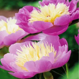 paeonia-piwonia-sadzonka-bowl-of-beauty-1-szt-piwonie-sadzonki-pachnaca