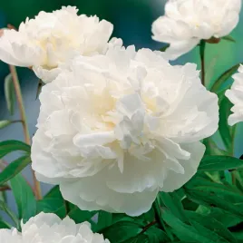 paeonia-piwonia-sadzonka-gardenia-1-szt-piwonie-sadzonki-sadzonka-pachnaca