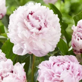 paeonia-piwonia-sadzonka-the-fawn-1-szt-piwonie-sadzonki-pachnaca