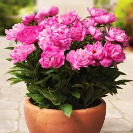 paeonia-piwonia-sadzonka-patio-rome-1-szt-piwonie-sadzonki-pachnaca