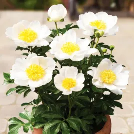 piwonia-sadzonka-patio-dublin-1-szt-paeonia-piwonie-sadzonki-pachnaca