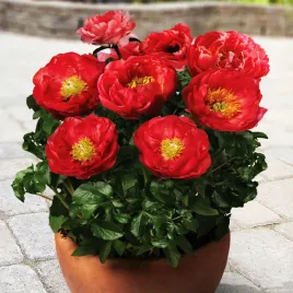 paeonia-piwonia-sadzonka-patio-moscow-1-szt-piwonie-sadzonki-pachnaca