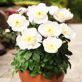 paeonia-piwonia-sadzonka-patio-madrit-1-szt-piwonie-sadzonki-pachnaca