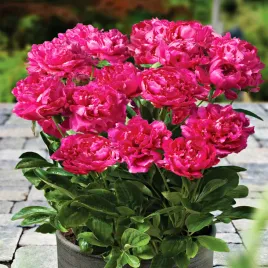 paeonia-piwonia-sadzonka-patio-london-1-szt-piwonie-sadzonki-pachnaca