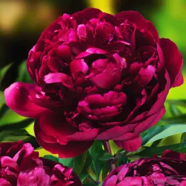 paeonia-piwonia-sadzonka-peter-brand-1-szt-piwonie-sadzonki-pachnaca
