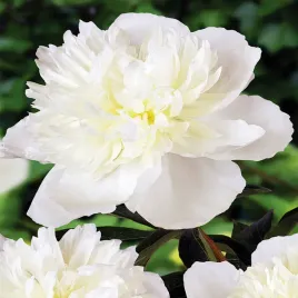 paeonia-piwonia-sadzonka-duchesse-de-nemours-1szt-piwonie-sadzonki-pachnaca