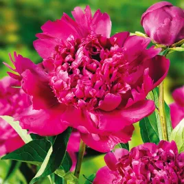 peaonia-piwonia-sadzonka-big-ben-1-szt-piwonie-sadzonki-pachnaca