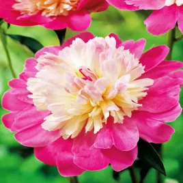 paeonia-piwonia-sadzonka-gay-paree-1-szt-piwonie-sadzonki-pachnaca