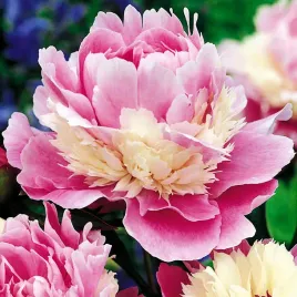 paeonia-piwonia-sadzonka-sorbet-1-szt-piwonie-sadzonki-pachnaca