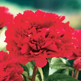 paeonia-piwonia-sadzonka-felix-crouse-1-szt-piwonie-sadzonki-pachnaca