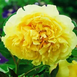paeonia-piwonia-sadzonka-prima-vera-1-szt-piwonie-sadzonki-pachnaca