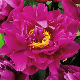 paeonia-piwonia-sadzonka-karl-rosenfield-1-szt-piwonie-sadzonki-pachnaca