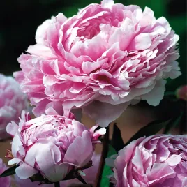 paeonia-piwonia-sadzonka-sarah-bernhardt-1-szt-piwonie-sadzonki-pachnaca
