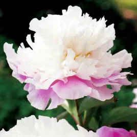 paeonia-piwonia-sadzonka-amabilis-1-szt-piwonie-sadzonki-pachnaca