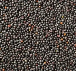 rzepik-nasiona-paszowy-na-poplon-dla-slimakow-ptakow-1-kg