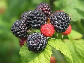 malina-czarna-jewel-p9-wyjatkowo-smaczna