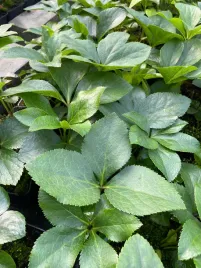 ciemiernik-helleborus-purple-single-fiolet-pojedynczy-fiolet