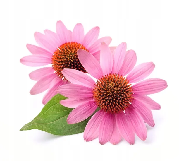 aronpharma-berroxin-max-complex-30-kapsulek-liczba-sztuk-30-szt