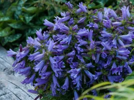 dzwonek-viking-fioletowo-niebieskie-kwiaty-p9-bylina-do-ogrodu