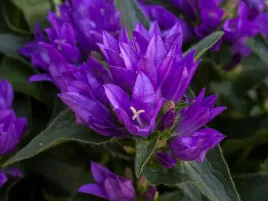 dzwonek-skupiony-genti-blue-ciemnofioletowy-sadzonka-p9-bylina