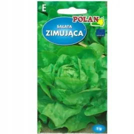 salata-maslowa-gruntowa-zimujaca