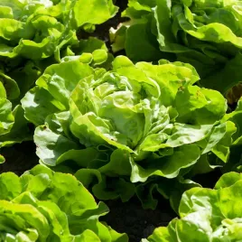 salata-zimujaca-maslowa-o-doskonalym-smaku-delikatna-nasiona-warzyw-salaty