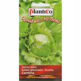 salata-carmina-plantico-rodzaj-rosliny-salata