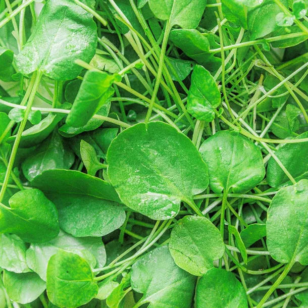 rukiew-wodna-styl-ogrod-wiejski