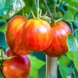 pomidor-gruntowy-tigerella-styl-ogrod-wiejski