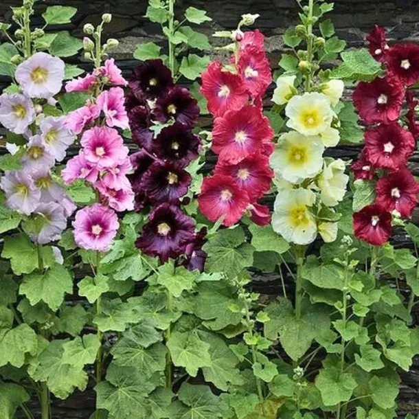 malwa-ogrodowa-majorette-kolor-kwiatow-czarne-rozowe