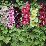 malwa-ogrodowa-majorette-kolor-kwiatow-czarne-rozowe