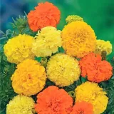 aksamitka-wyniosla-mieszanka-rodzaj-rosliny-aksamitki